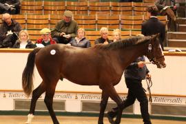 Lot  703 T B K2 227 Tattersalls