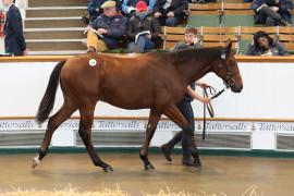 Lot  748 TBK2 3372Tattersalls