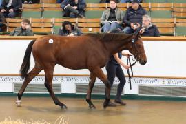 Lot  748 TBK2 3379Tattersalls