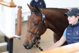 Lot  748 TBK2 3409Tattersalls