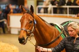 Lot  748 THIT 1310Tattersalls