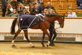 Lot  749E THIT 1516Tattersalls