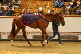 Lot  749F THIT 1225Tattersalls