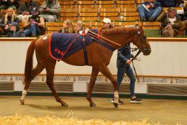 Lot  749F THIT 1296Tattersalls