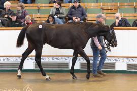 Lot  753 TBK2 3428Tattersalls