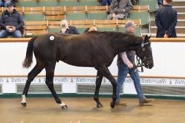 Lot  753 TBK2 3436Tattersalls