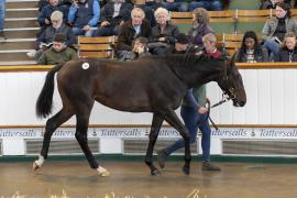 Lot  755 TBK2 3467Tattersalls