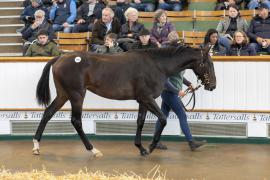 Lot  755 TBK2 3494Tattersalls