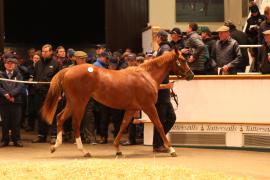 Lot  756 T B K2 2756 Tattersalls