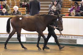 Lot  75 TBK1 2455Tattersalls