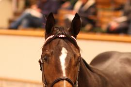 Lot  760 T B K2 2852 Tattersalls