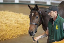 Lot  773 TBK2 3588Tattersalls