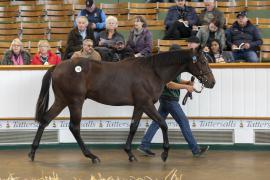 Lot  773 TBK2 3594Tattersalls