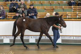 Lot  773 TBK2 3602Tattersalls