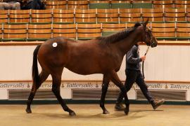 Lot  781 TBK2 0617Tattersalls