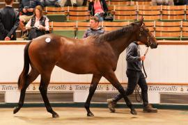 Lot  781 TBK2 0651Tattersalls