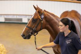 Lot  78 TBK1 2523Tattersalls