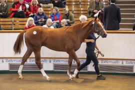 Lot  78 TBK1 2563Tattersalls