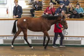 Lot  792 TBK2 3694Tattersalls