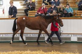 Lot  792 TBK2 3695Tattersalls