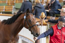 Lot  792 TBK2 3705Tattersalls