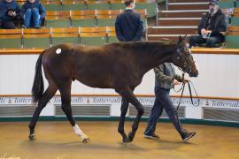 Lot  7 TDY 106Tattersalls