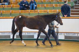 Lot  7 TDY 113Tattersalls