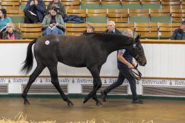 Lot  805 TBK2 3756Tattersalls