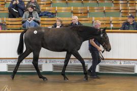 Lot  805 TBK2 3757Tattersalls