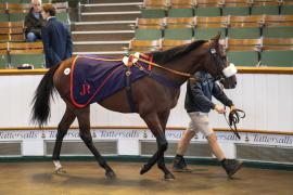 Lot  805 THIT 2228Tattersalls