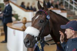 Lot  805 THIT 2285Tattersalls