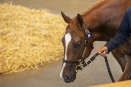 Lot  809 TBK2 3928Tattersalls