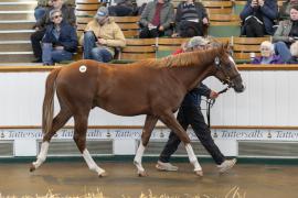 Lot  809 TBK2 3961Tattersalls