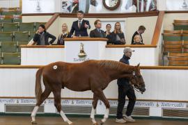 Lot  809 TBK2 4016Tattersalls