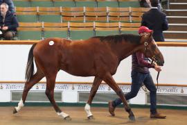 Lot  811 T B K2 461 Tattersalls