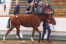 Lot  811 T B K2 481 Tattersalls