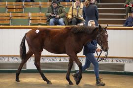 Lot  812 TDF 2793Tattersalls