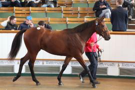 Lot  821 T B K2 629 Tattersalls