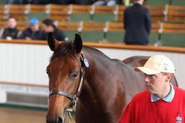 Lot  821 T B K2 63 Tattersalls