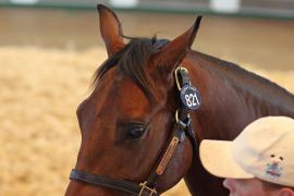 Lot  821 T B K2 653 Tattersalls