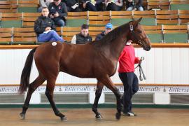 Lot  821 T B K2 677 Tattersalls