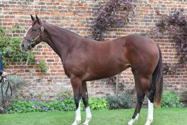 Lot  82 T B K1 0820 Tattersalls