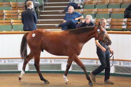 Lot  820 T B K2 568 Tattersalls