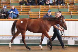 Lot  820 T B K2 56 Tattersalls