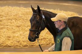 Lot  831 TBK2 4135Tattersalls