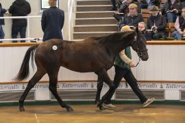 Lot  831 TBK2 4147Tattersalls