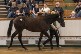 Lot  831 TBK2 4156Tattersalls