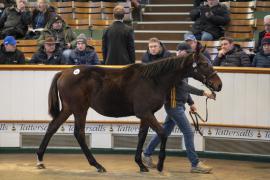 Lot  833 TDF 3003Tattersalls