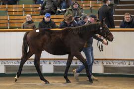 Lot  833 TDF 3030Tattersalls