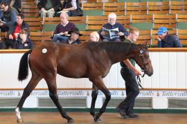 Lot  837 T B K2 826 Tattersalls